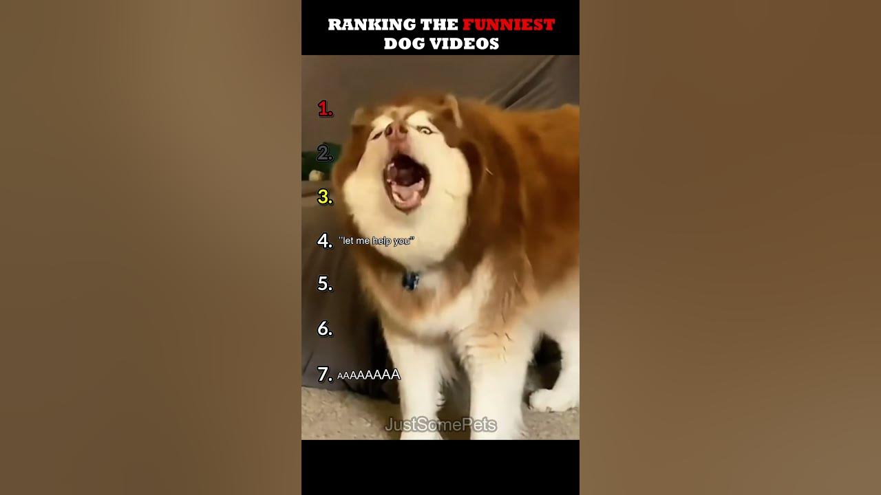 Ranking The Funniest Dog Videos Ranking The Funniest Dog Videos