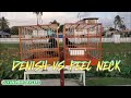 DENISH VS PEEL NECK / TOWA TOWA BIRD RACE IN BERBICE - GUYANA  / THE WINNER IS PEEL NECK