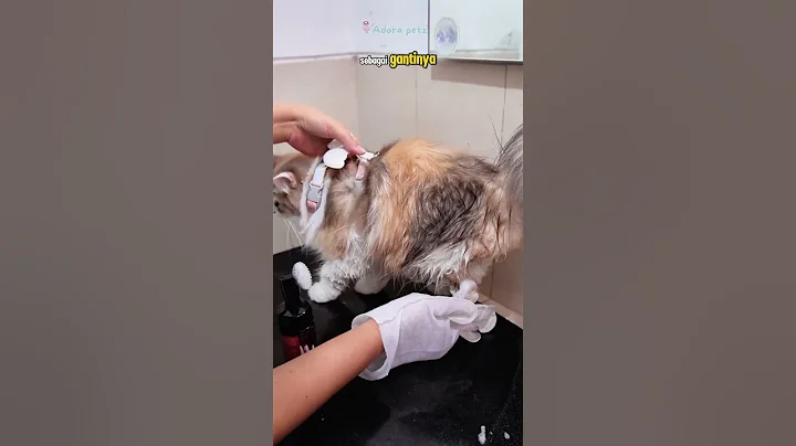 Video 11348451: pet bath, dry bath, dry cat, cat shampoo