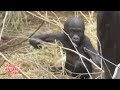 Baby gorilla  kunda  todays jameela update  42024