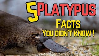 Top 5 PLATYPUS Facts You Didn't Know by Top 5 Animal Wonders 172 views 4 months ago 4 minutes, 35 seconds