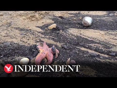 Thousands of starfish and crabs wash up on UK beach in mass die-off