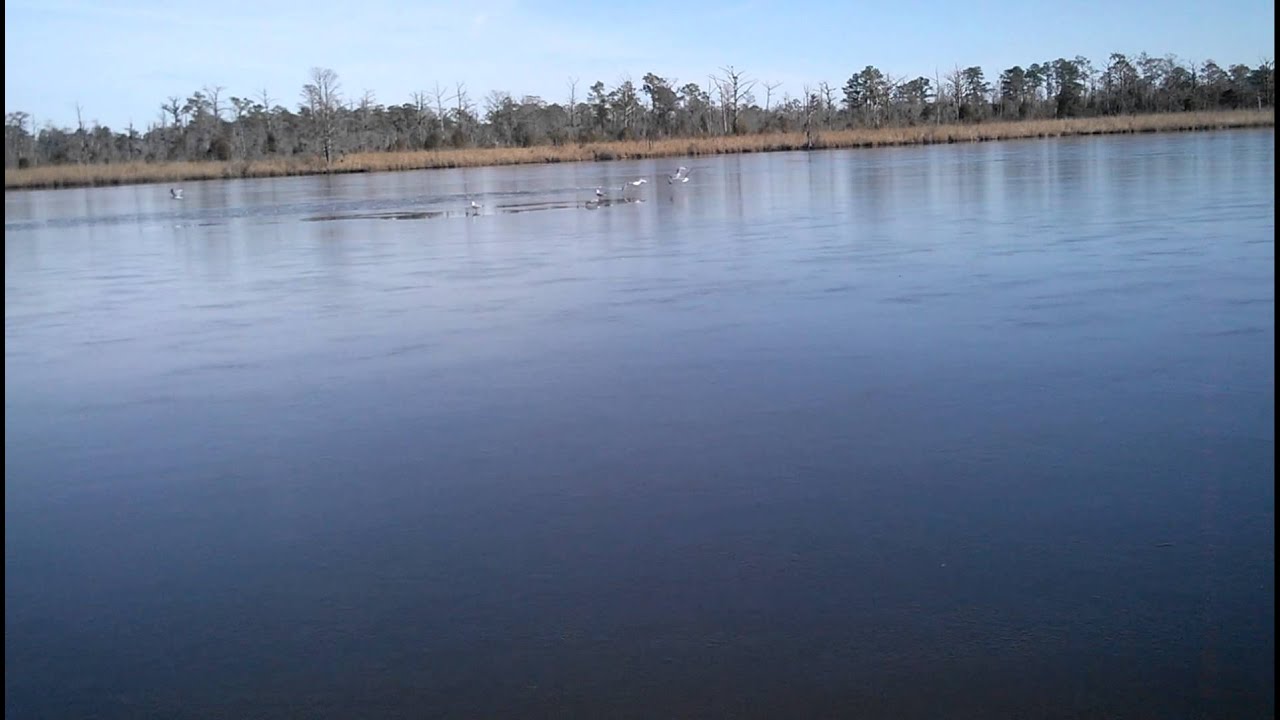 Trolling for stripers in chocowinity bay YouTube