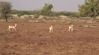 Download Lagu INDE safari à Rohet MP3