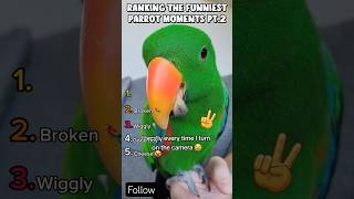 RANKING THE FUNNIEST PARROT MOMENTS PT.2 🤣 #shorts