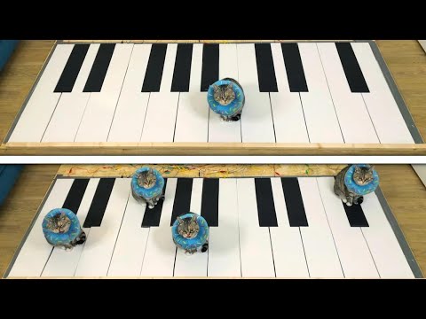 Gatos se divertem tocando um piano gigante!