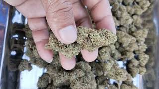 bruce banner : seed stocker