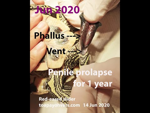 Final Video: A red-eared slider has penile prolapse for over one year. What to do? Pt 2/2