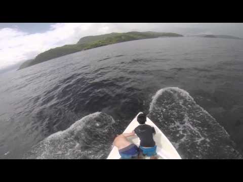 Dolphins Down the