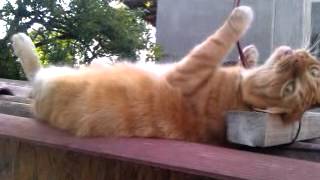Pisica Lenesa Aty Funny Cats