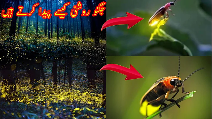 Watch: Fireflies Glowing in Sync to Attract Mates |WMA Facts
