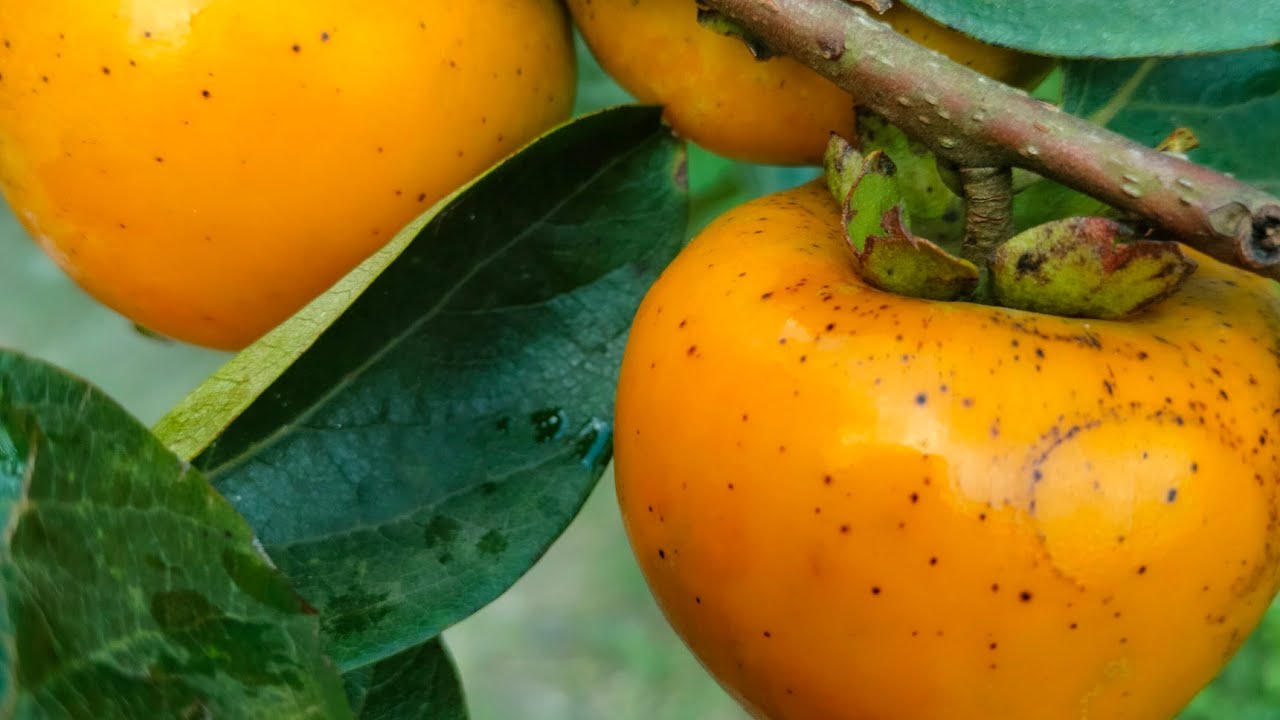 আজব ফল পার্সিমন।