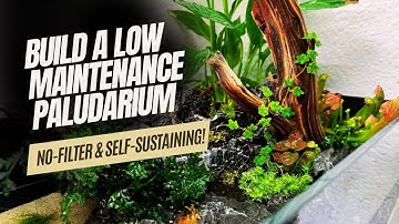 Low Maintenance Paludarium Build | Beginner Guide to a No-Filter, Self-Sustaining Ecosystem