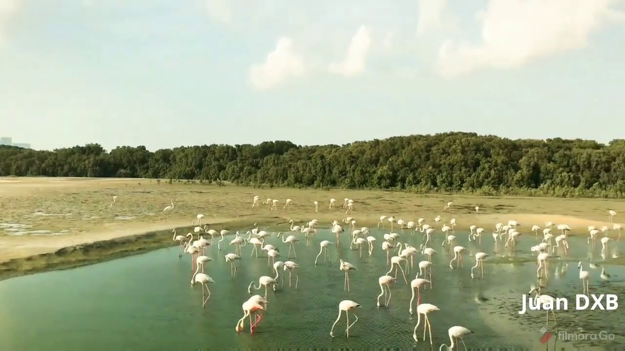 Flamingos in Dubai