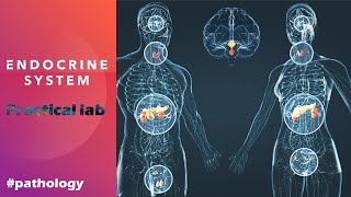 Endocrine system | practical lab