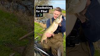 Deadbait gets smashed! 🎣👊🐊