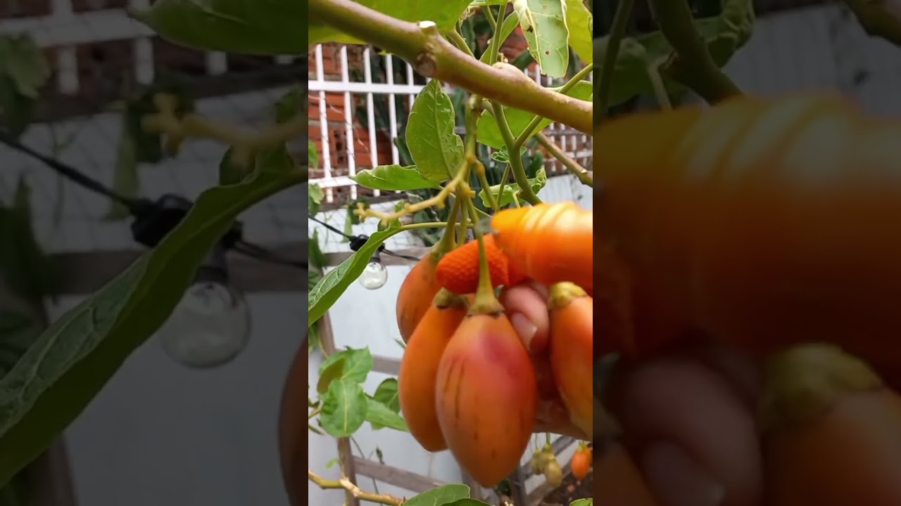 👨🏼‍🌾🧡🍅 Luva de Silicone X Tesoura de Desbaste.......... 