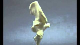 1260 Basic Hip Model.mp4