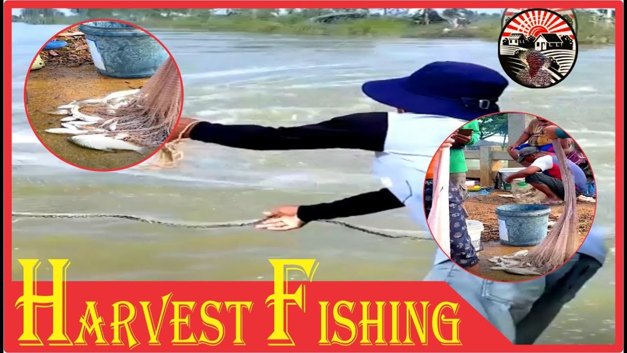 Harvest Fishing Amazing fishing YouTube