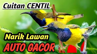 Download Lagu Masteran Sogon Gacor Terapi Alami | Suara Sungai dan Burung yang Menenangkan HD MP3