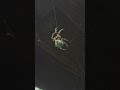 Giant lichen orb weaver climbing up its web  4k  upscaled phone footage