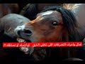 تعال واعرف بعض التصرفات اللي تضايق الخيل وممكن تهجَّم عليك او تعضك بسببها ( انشرها للفائدة)