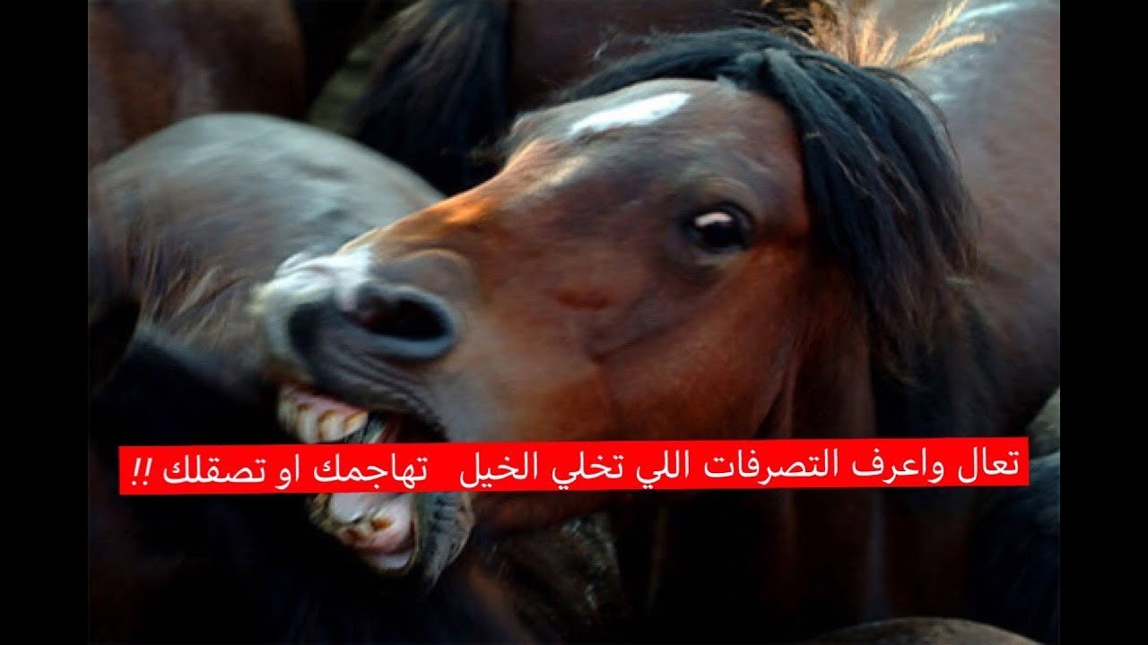تعال واعرف بعض التصرفات اللي تضايق الخيل وممكن تهجَّم عليك او تعضك بسببها ( انشرها للفائدة)