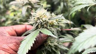 Faceded Canna Eggoz Crosses grow update 7/23/26