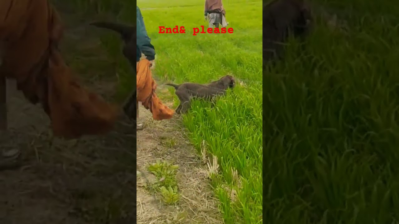 Quail hunting with dog!!!! batair ka shikar jaal ke sath &