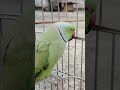 Mummy ya mummay ❤️❤️ #talkingparot #greenparrot #viralvideo #youtubeshorts #trendingshorts