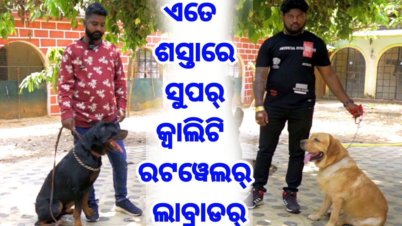 Lowest Price Top Heavy Quality Rotweller Jacky and Labrador Daka available Stud Rj Kennel Odisha
