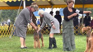 Devon Kennel Club 2021 - Airedale Terriers Best of Breed by Sheila Tay Radcliffe 1,116 views 2 years ago 24 minutes