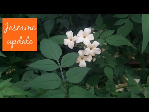 One year Later: Jasmine Officinale 'Clotted Cream' 💛 Update ~ Perennials