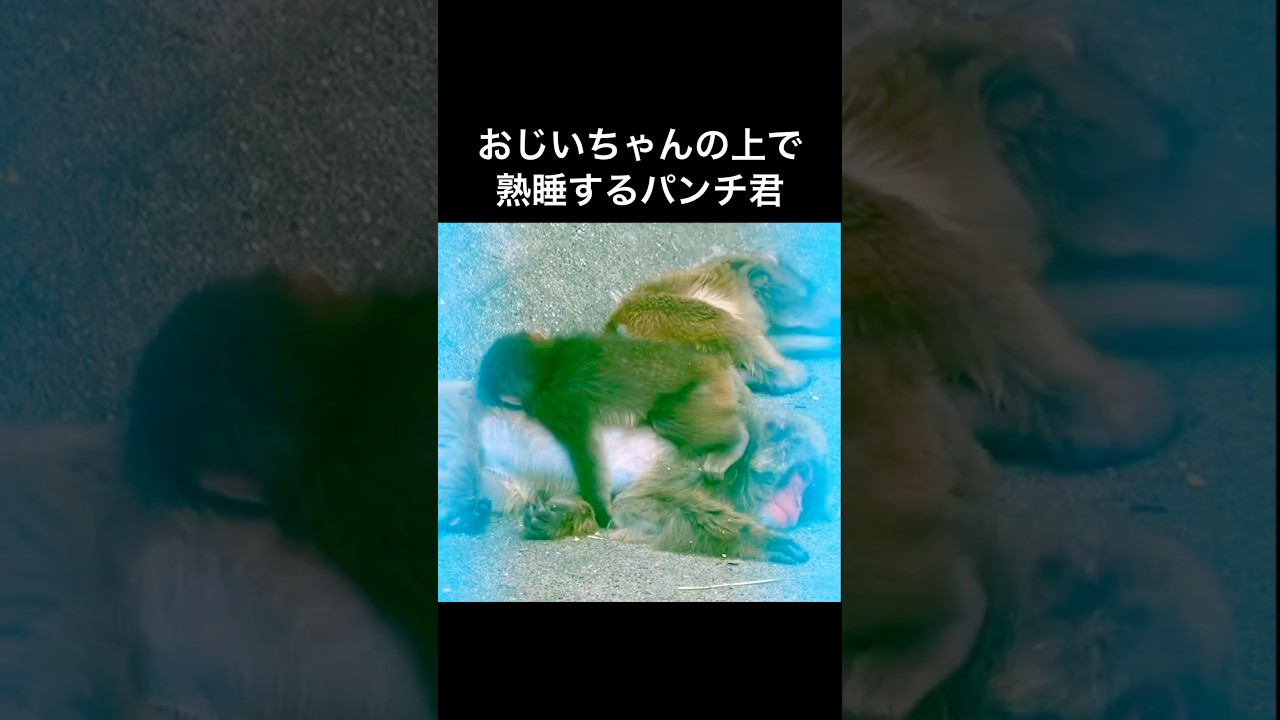 おじいちゃんの上で熟睡する猿のパンチ君