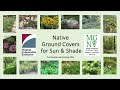 Native ground covers updated 2023
