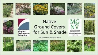 Native Ground Covers, updated 2023