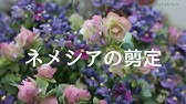 ネメシアの切り戻し Youtube