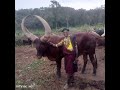 MAGASHI NG WANA BADILI Ujumbe Wa Madensa Na Studio MAGASHI NG WANA BADILI Ujumbe Wa Madensa Na Studio