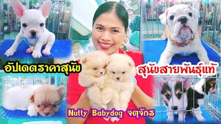 อัปเดตราคาสุนัข สายพันธุ์แท้ ร้านNutty Babydog จตุจักร