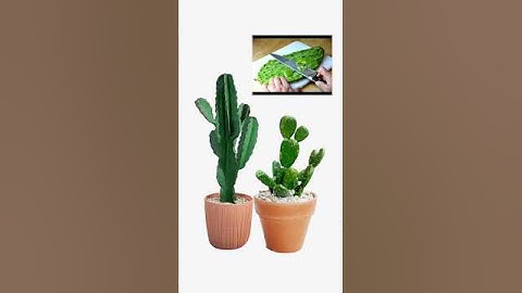 Mẹo chữa thoát vị đĩa đệm và thoát hoá cột sống bằng cây xương rồng - mẹo vặt quanh ta