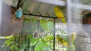 Lovebirds Algem Durban