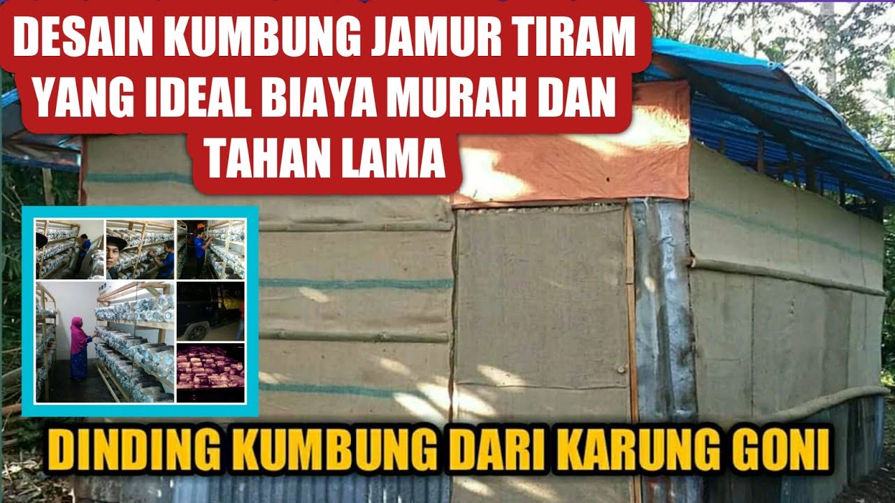 DESAIN KUMBUNG JAMUR TIRAM SEDRHANA BIAYA MURAH DAN AWET Xd83cxdf44DINDING KARUNG GONI DAN TERVAL YouTube DESAIN KUMBUNG JAMUR TIRAM SEDRHANA BIAYA MURAH DAN AWET Xd83cxdf44DINDING KARUNG GONI DAN TERVAL YouTube