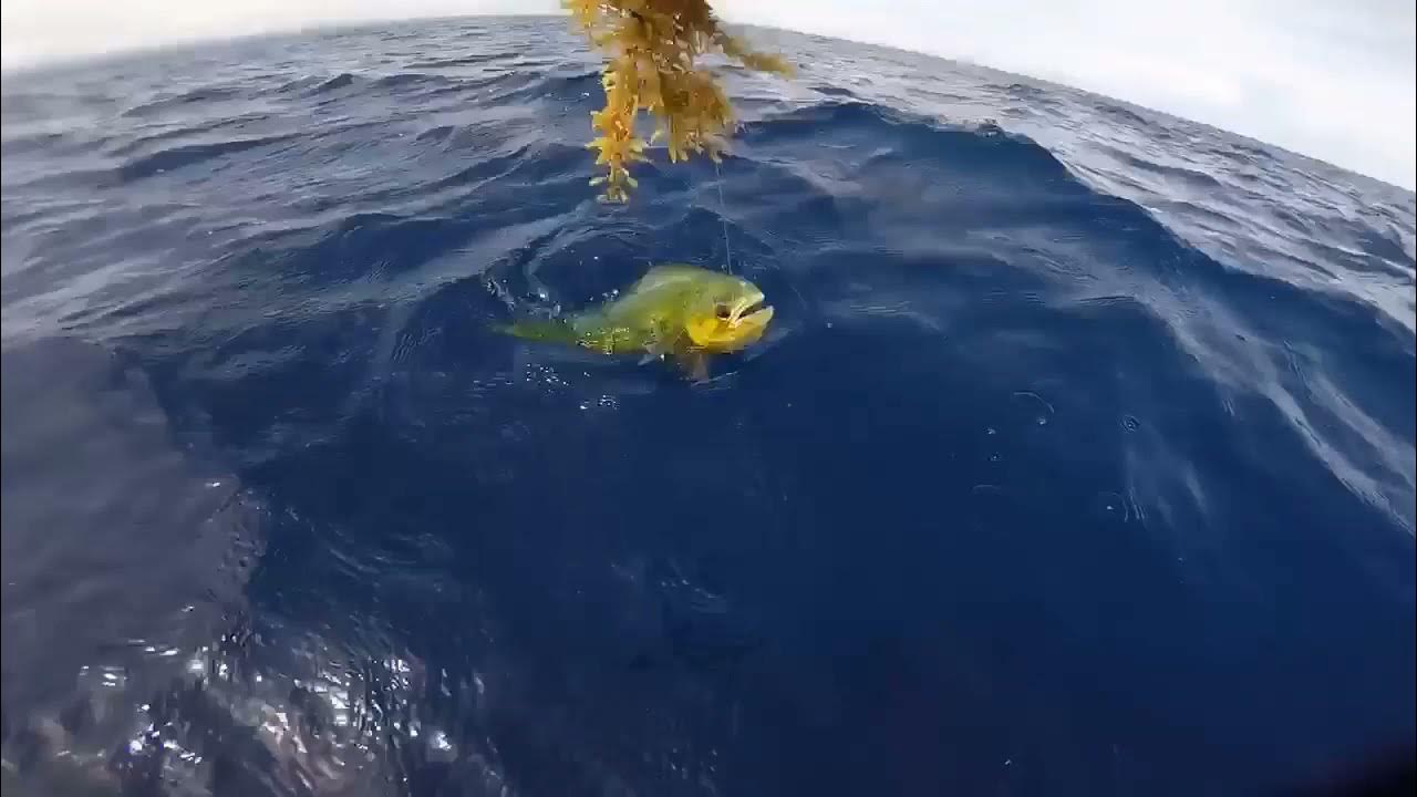 Mahi mahi season in Puerto Rico YouTube