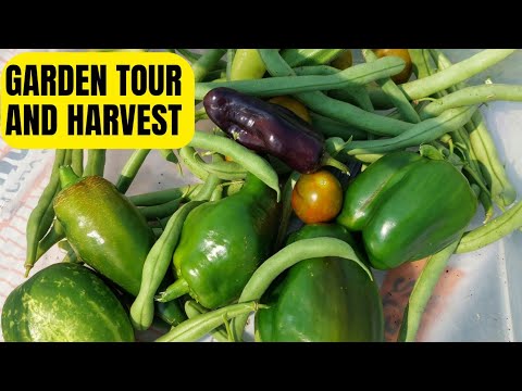 GARDEN HARVEST AND TOUR | 1 ACRE FOOD FOREST | GARDENING VIDEO