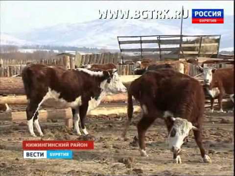 Вести Бурятия 20 40 Эфир от 13 03