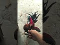 My chicken is very aggressive 🐓😂#cute #sorts #chicken #youtubeshorts