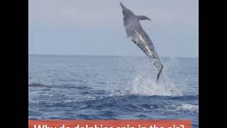 Why Do Spinner Dolphins Spin?
