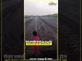 GBRU Rain Pipe: Best Irrigation Solution for Farmers | बारिश पाइप से खेती में क्रांति! #RainPipe