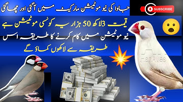 Java Sparrow New Mutation Price in Pakistan 350000 | جاوا کی نیو موٹیشن مارکیٹ میں آگئی اور چھاگئی