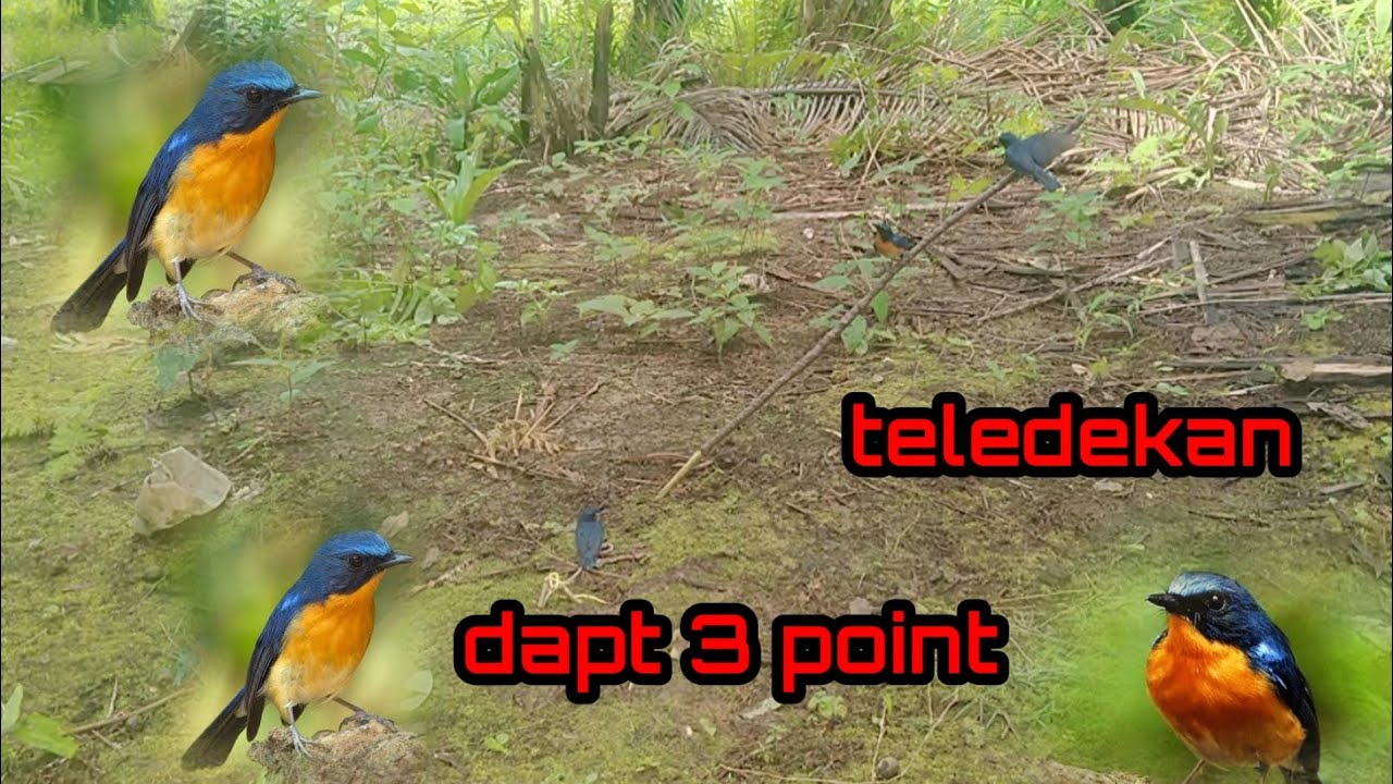 mikat tledekan di kebun sawit dapat 3 ekor cuannn!!!